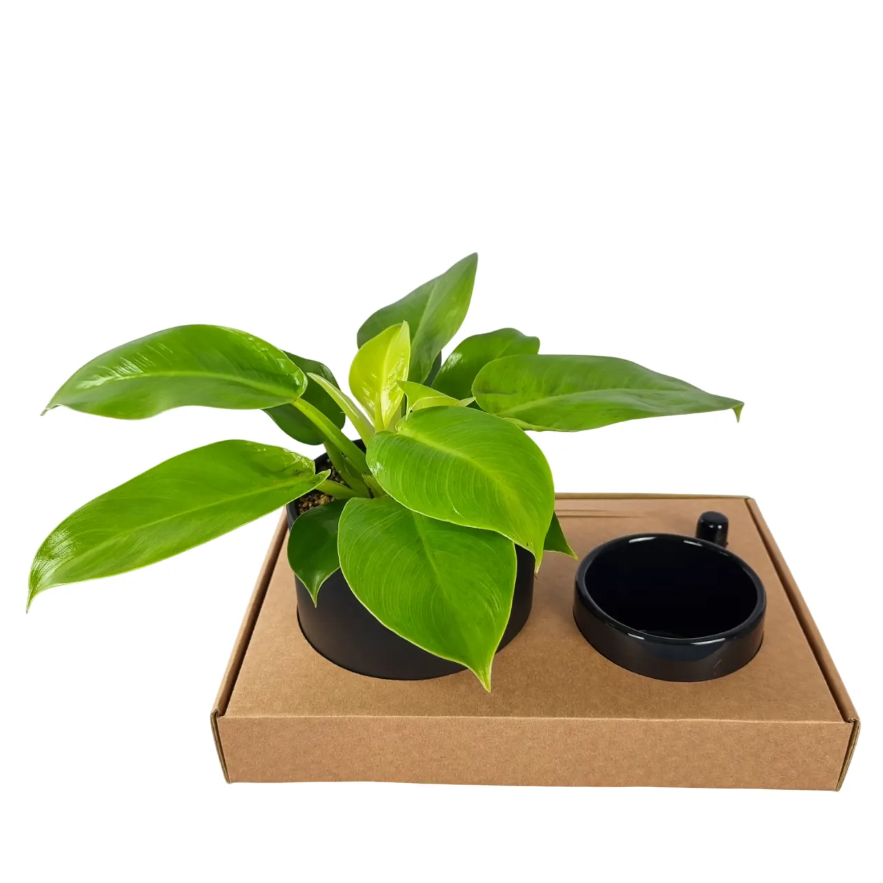 هدیه سازمانی خاص - Philodendron Lemon