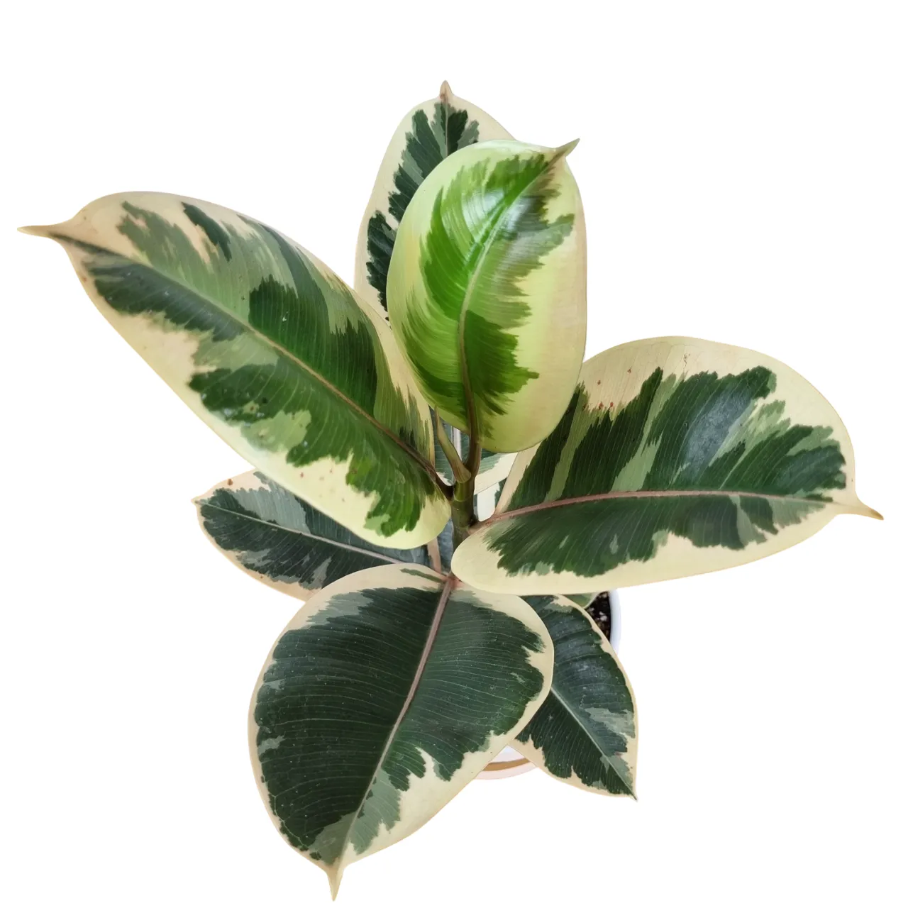 پک هدیه سازمانی لوکس با فیکوس ابلق
